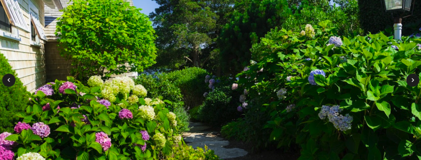 Native Plants of Martha's Vineyard: How to Incorporate Them Into Your Landscape Design